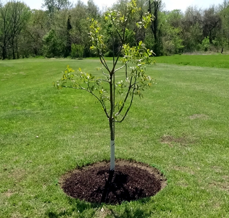 This is a tree planted in Houston, TX.